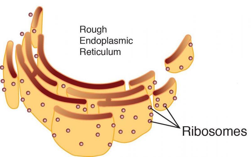 what-are-the-functions-of-human-cell-human-cell-physiology