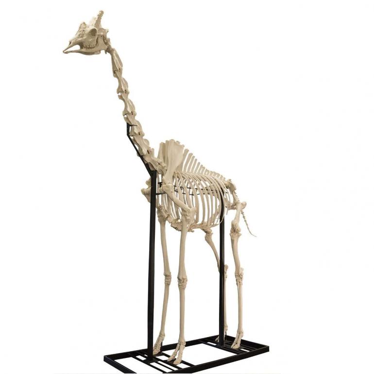 Zürafa iskeleti